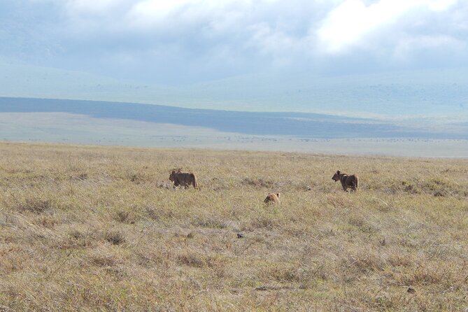 Ngorongoro Adventure Day Tour from Arusha - Lunch, drinks, and the practical side of the day