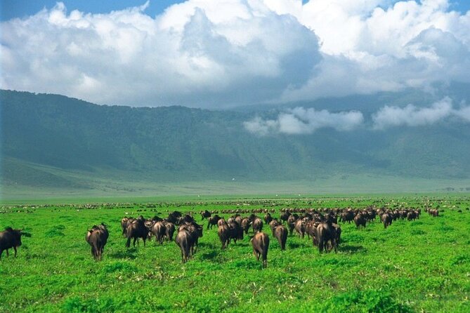 Ngorongoro Crater Day Trip - The vehicle, equipment, and group size