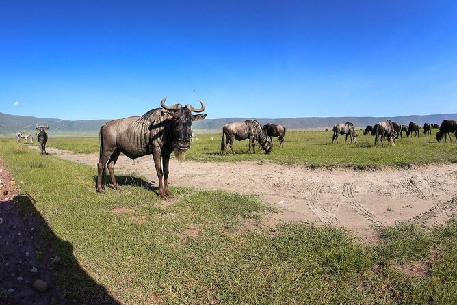 Ngorongoro Crater Day Trip - Who should book this day trip