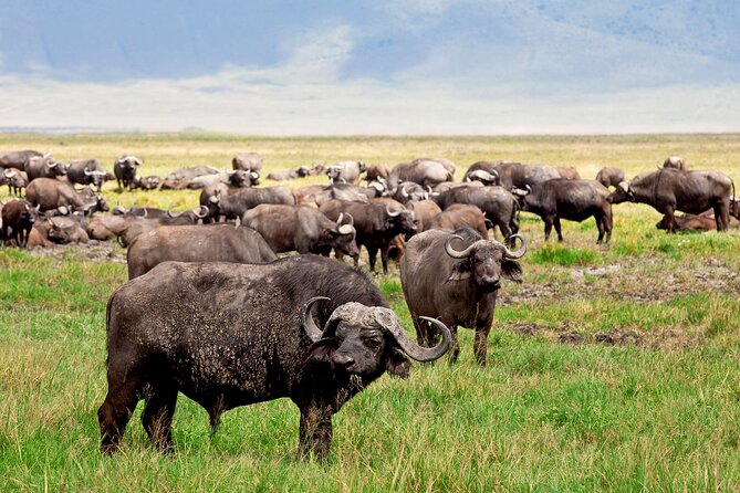 Ngorongoro Crater Day Trip – Shared Group Safari - Why Ngorongoro works so well as a one-day safari