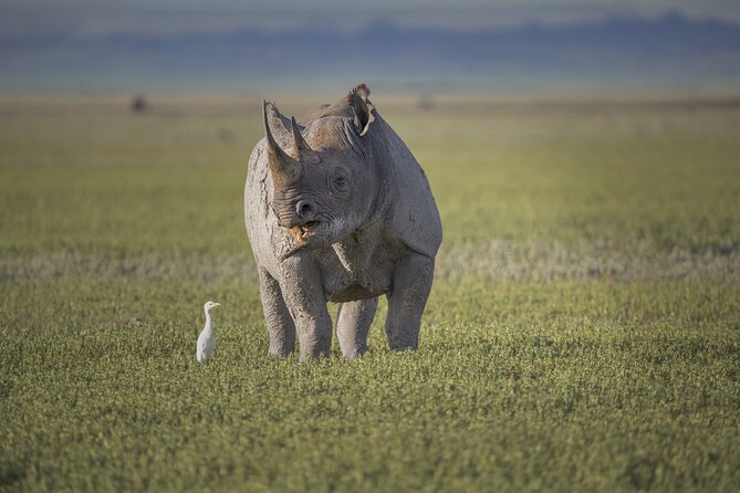 Ngorongoro Crater Day Trip – Shared Group Safari - Game drives on the crater floor