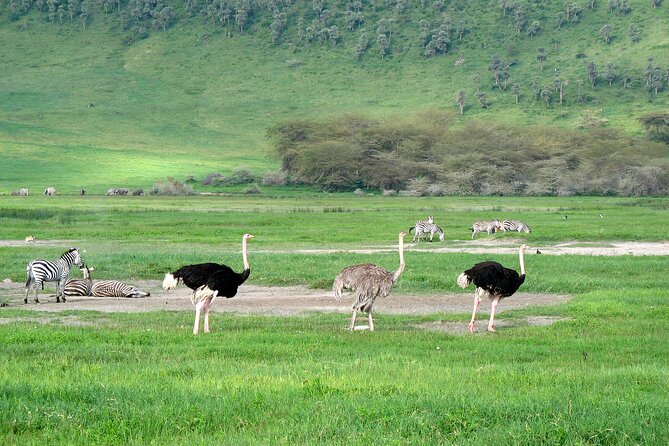 Ngorongoro Crater Day Trip – Shared Group Safari - The 6:00 am pickup and the road from Arusha