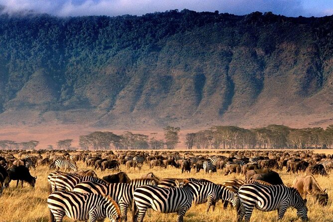 Ngorongoro Crater Exclusive: A Journey into Africa’s Eden - Why Ngorongoro Crater makes a strong one-day safari