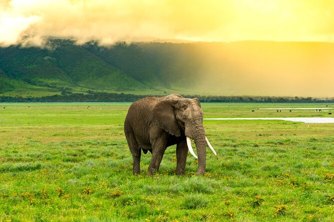 Ngorongoro Crater Exclusive: A Journey into Africa’s Eden - The crater rim stop and champagne pause