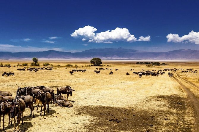 Ngorongoro Crater Exclusive: A Journey into Africa’s Eden - A picnic by the Hippo Pool