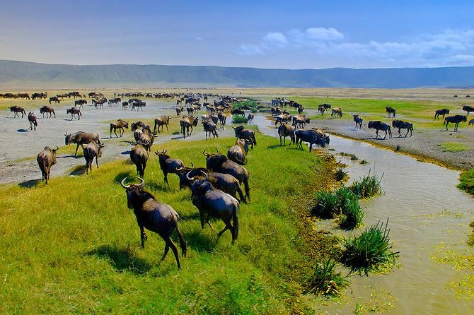 Ngorongoro Crater Exclusive: A Journey into Africa’s Eden - The 6:00 am drive from Arusha