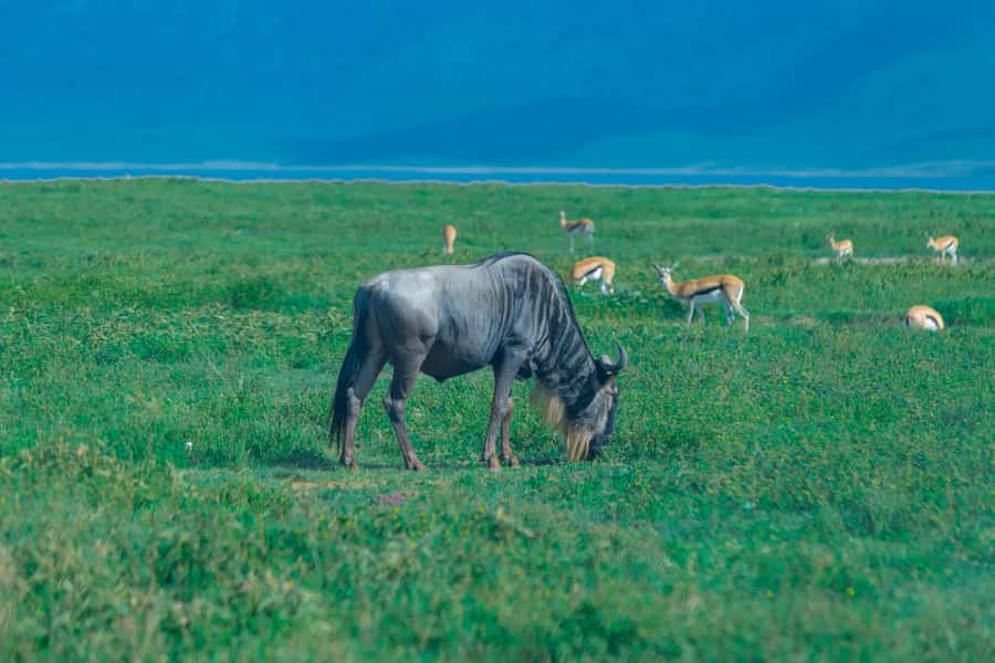 Ngorongoro Crater: Full-Day Safari Tour - Why Ngorongoro Crater is worth the long road day