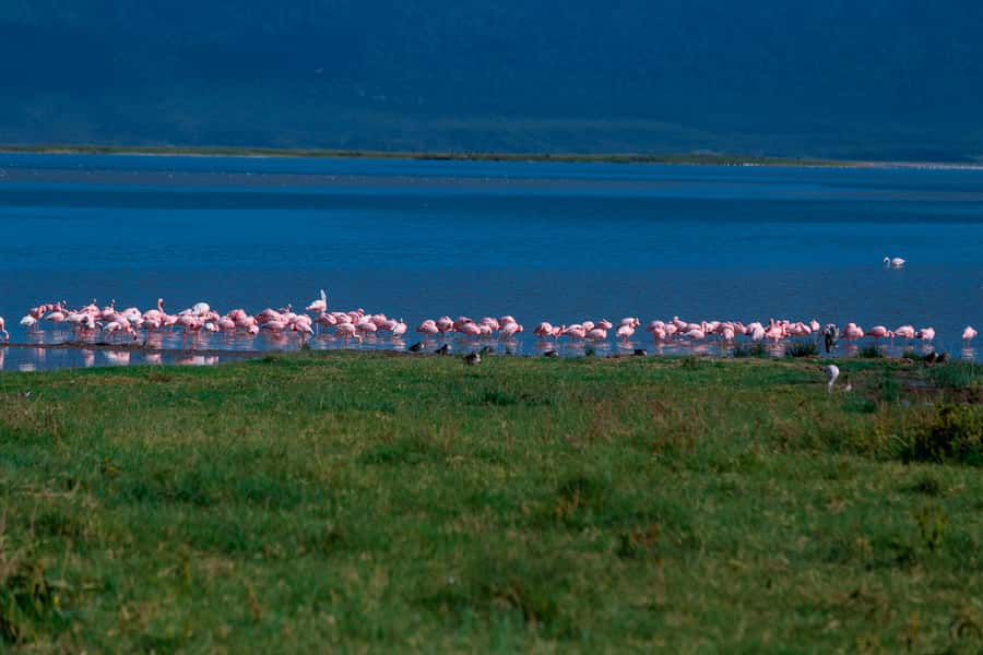 Ngorongoro Crater: Full-Day Safari Tour - Maasai culture and what is actually included