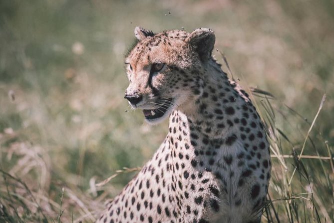 Northern-circuit Adventure - A short safari with a lot packed in