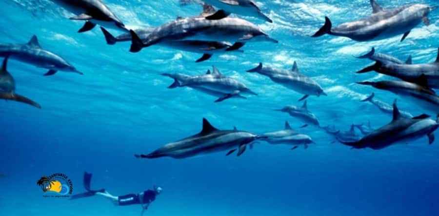 Nungwi: Mnemba Atoll Dolphins Tour with Snacks | Half-day - Dolphin watching comes with an ethical question