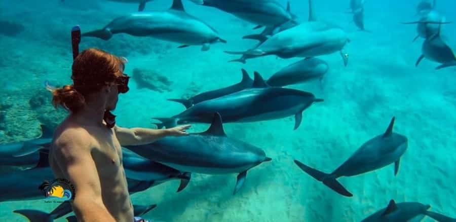 Nungwi: Mnemba Atoll Dolphins Tour with Snacks | Half-day - Leaving Nungwi by van and boat