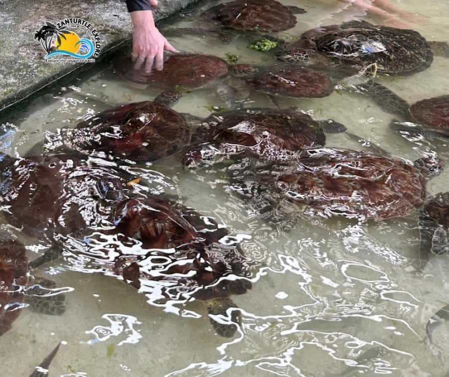 Nungwi: Swimming with Turtles at The Lagoons Zanzibar - Why this turtle visit feels different from a standard wildlife stop