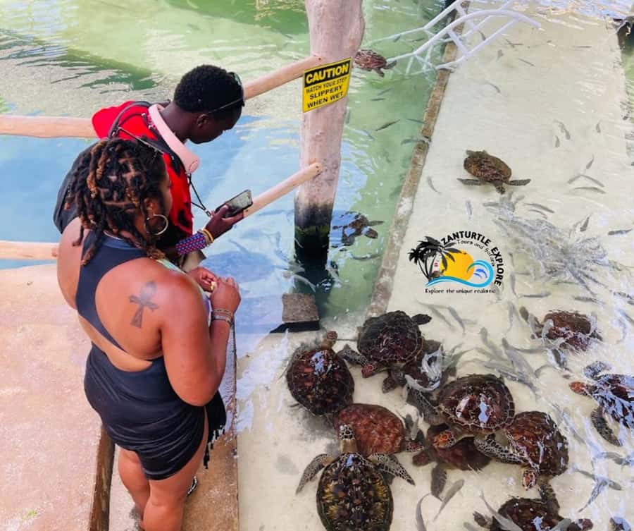 Nungwi: Swimming with Turtles at The Lagoons Zanzibar - Feeding the turtles safely