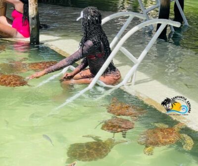 Swimming with Turtles at The Lagoons Zanzibar
