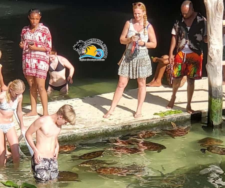 Nungwi: Swimming with Turtles at The Lagoons Zanzibar - How the experience suits different people