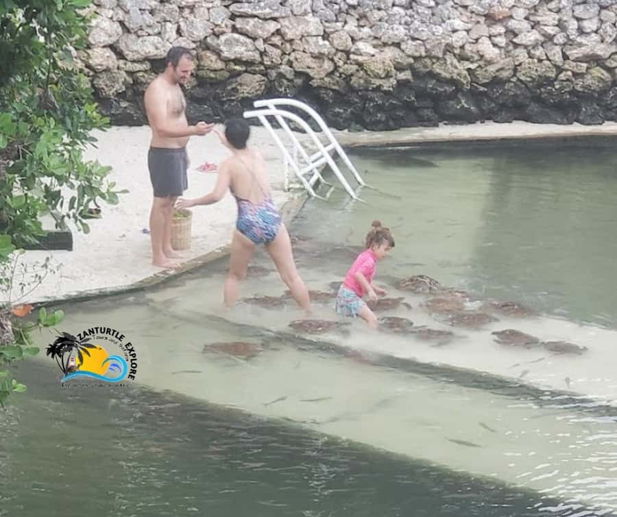 Nungwi: Swimming with Turtles at The Lagoons Zanzibar - Booking, cancellation, and timing tips