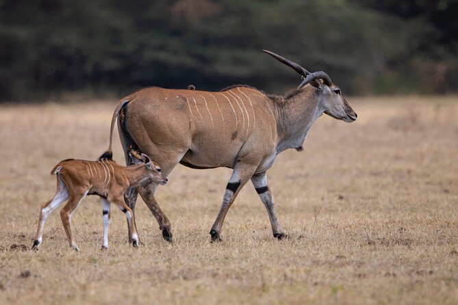 Off the Beaten Track Safari in Arusha Tanzania - A seven-day route through Tanzania’s best-known parks