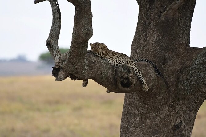 Off the Beaten Track Safari in Arusha Tanzania - Is $2,500 good value for your group?