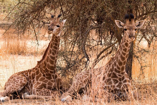 One-Day Safari Tour from Zanzibar with Lunch and Pick Up - Game drives through Selous Game Reserve