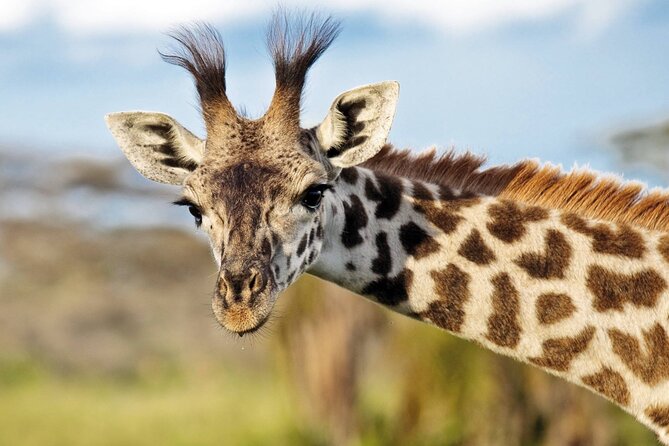 One-Day Safari Tour from Zanzibar with Lunch and Pick Up - Is 520 USD good value?