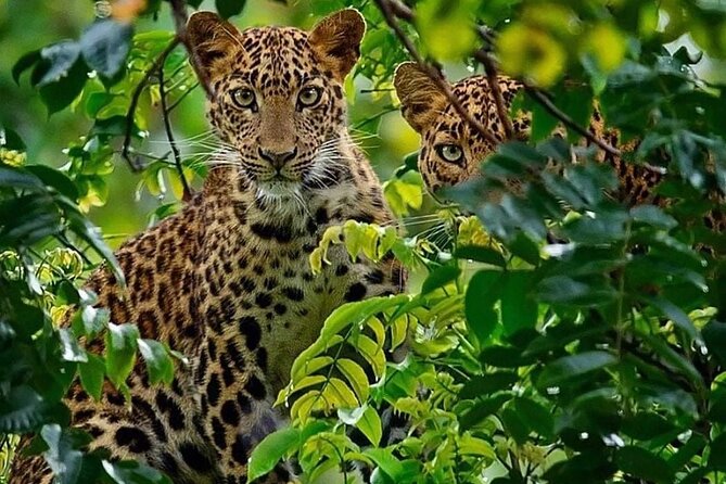One-Day Safari Tour from Zanzibar with Lunch and Pick Up - A boat safari on the Rufiji River