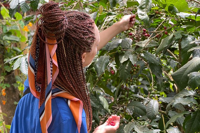 Organic Coffee Tour and Local Food Experience in Arusha - Mount Meru views, birds, and blue monkeys