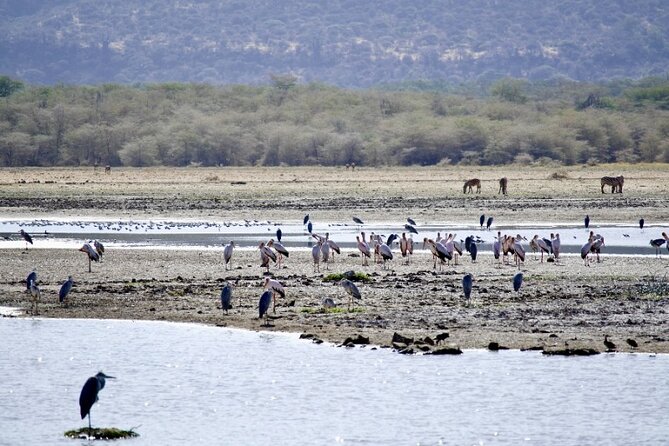 Outstanding day trip to Tarangire National Park - What the $295 price really covers