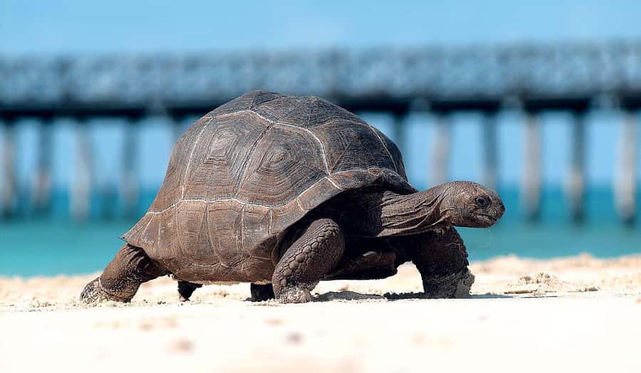 Prison island and Nakupenda sandbank - Meeting the giant tortoises on Prison Island