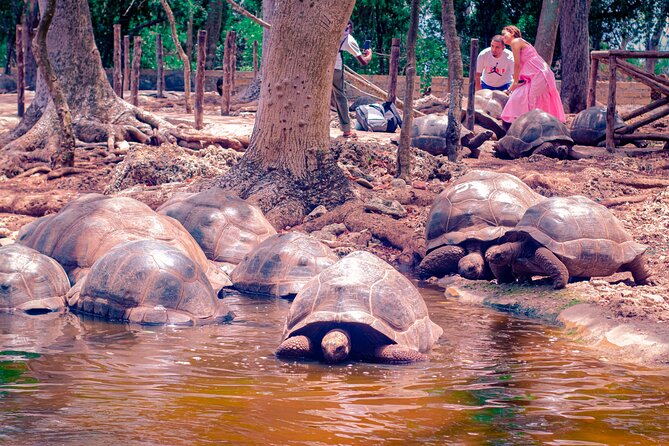 Prison Island And Nakupenda Sandbank Excursion - What the strongest praise tells you