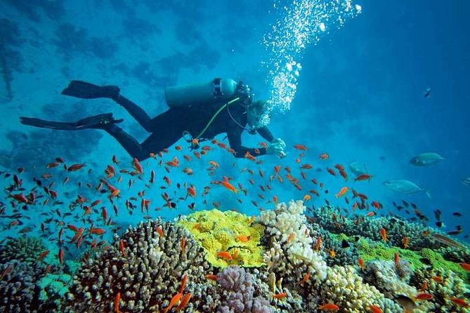 Prison Island Half-Day Tour from Zanzibar - How much value do you get for $95?