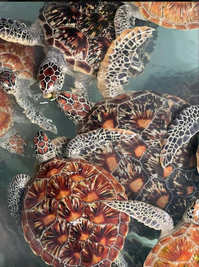Prison Island, Sea Turtles, Rock Restaurant & Relax in Beach - What the $125 price really covers
