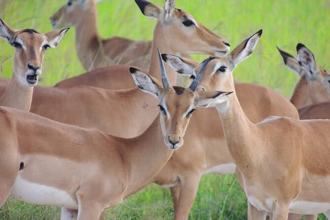 Private 3 Days 2 Nights Mikumi Adventures - Day Three: Returning to Dar es Salaam