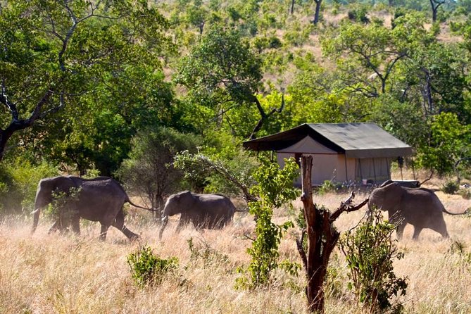 Private 4-Days Northern Circuit National Parks in Tanzania - Day two: a forest walk near Ngorongoro