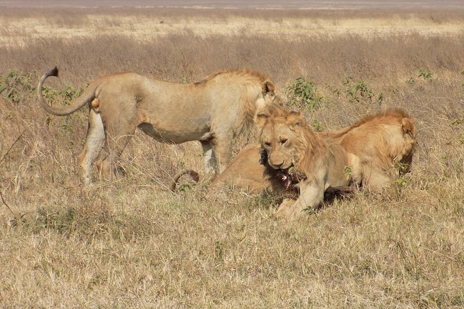 Private 4 Days Wildlife Safari at Tanzania - Day one: Lake Manyara beneath the Rift Valley