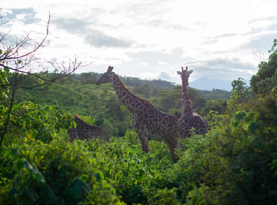 Private 4x4 Vitara Safari in Arusha National Park - Pickup in Arusha and the Ride to the Park