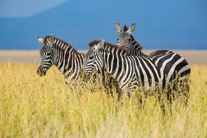 Private 5-Days Serengeti Trails with Kojuu Safaris - Day 4: Wildlife inside Ngorongoro Crater