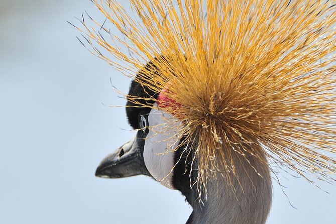 Private 6-Day Great Migration Ndutu Serengeti Safari Tour - Days 3 and 4: Two chances to find the herds at Ndutu