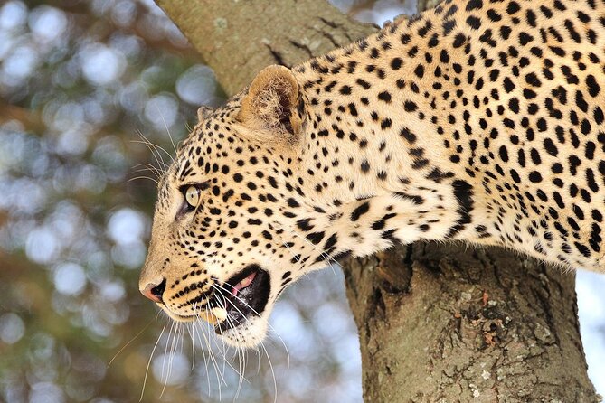 Private 6-Day Great Migration Ndutu Serengeti Safari Tour - Day 5: From the Serengeti plains to Ngorongoro Crater