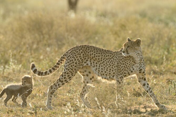 Private 6-Day Great Migration Ndutu Serengeti Safari Tour - Day 1: A quiet Arusha arrival