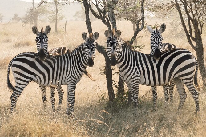 Private 6-Day Tarangire Manyara Crater and Serengeti with Mid-Range Lodges - Why this route works for a first Tanzania safari
