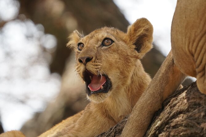 Private 6-Day Tarangire Manyara Crater and Serengeti with Mid-Range Lodges - Day 3 in the Serengeti: a scenic transfer with wildlife along the way