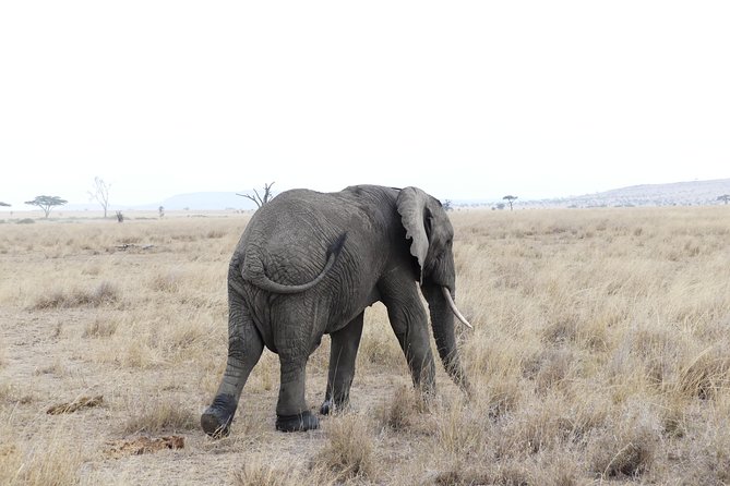 Private 6-Day Tarangire Manyara Crater and Serengeti with Mid-Range Lodges - Day 1 in Arusha: a soft landing before the parks