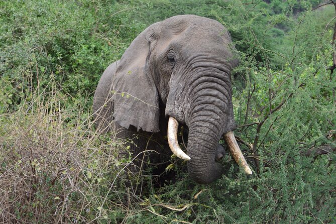 Private 7-Day Tanzania Camping Safari - Day 1: Tarangire or the road to Seronera?