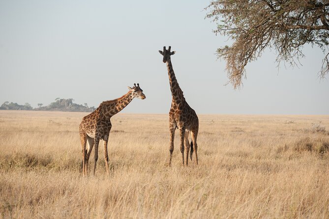 Private 7-Day Tanzania Camping Safari - Day 3: Back into the Serengeti