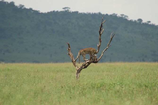 Private 7-Day Tanzania Camping Safari - Day 6: Olduvai Gorge and Ngorongoro Crater