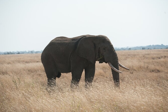 Private 7-Day Tanzania Camping Safari - Camping, meals, and the daily rhythm