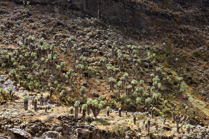 Private 8 day Northern Circuit Kilimanjaro Climb - Day 3: Moir Hut and a useful acclimatization climb