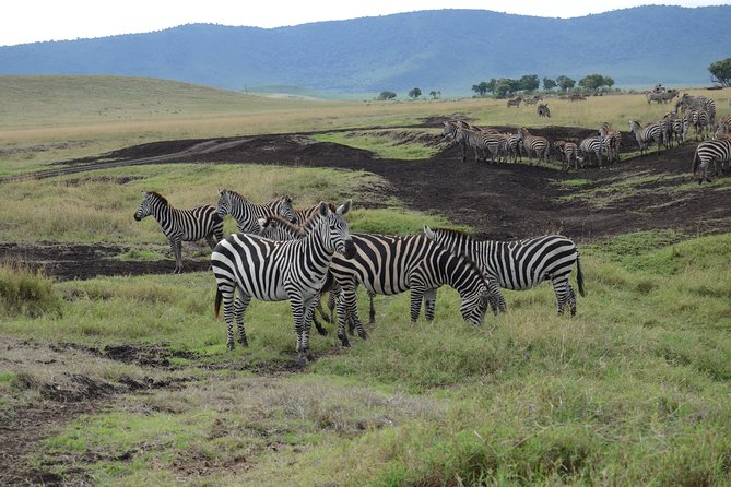Private Day Tour in Serval Wildlife and Kikuletwa Hot Spring - Starting with pickup in Arusha or at the airport