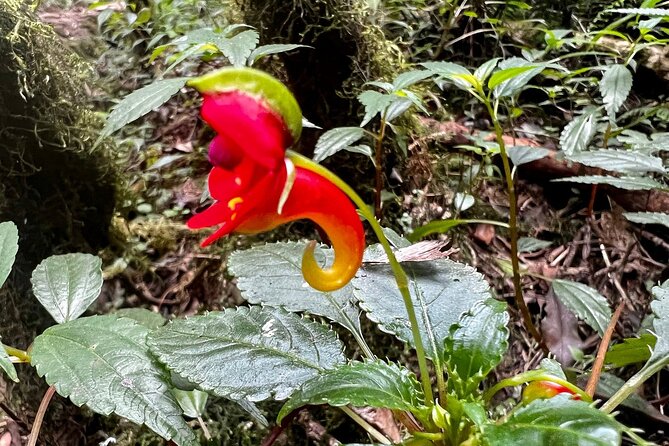 Private Day Tour Kilimanjaro Hike - Walking through Kilimanjaro’s rainforest