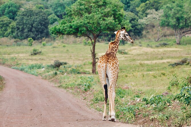 Private Day Trip to Arusha National Park with a Walking Safari - The walking safari and the route to the waterfall